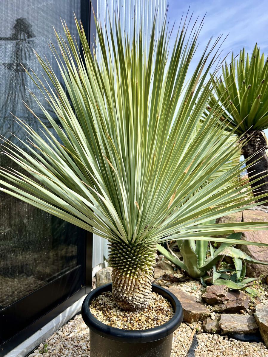 ユッカ ロストラータ Yucca rostrata②_画像1