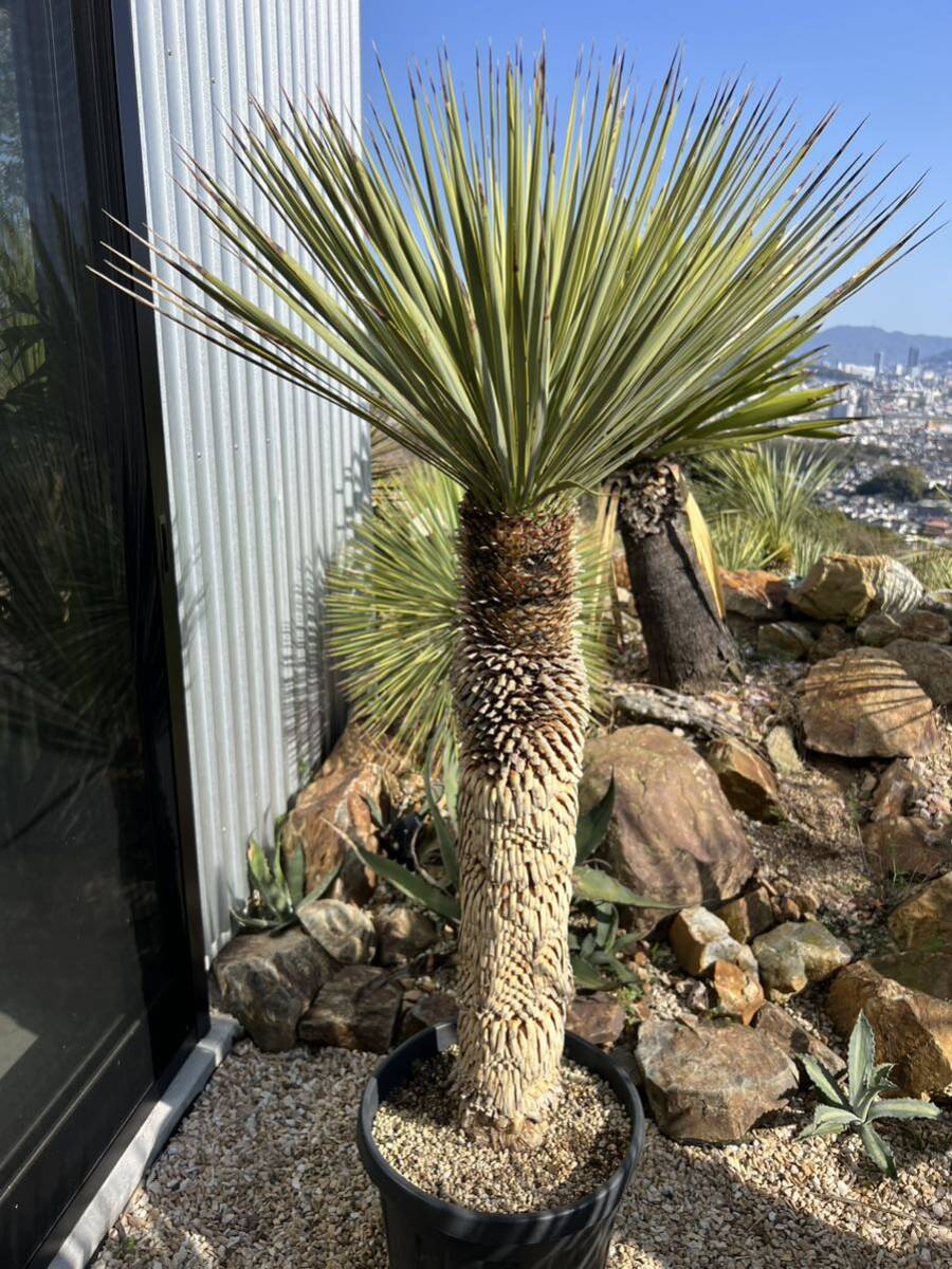 ユッカ ロストラータ Yucca rostrata _画像1