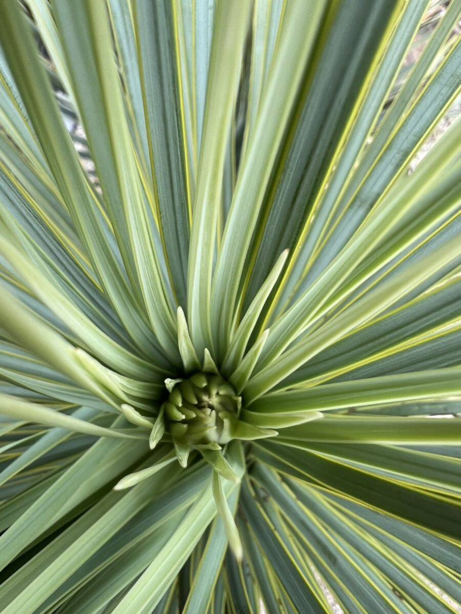 ユッカ ロストラータ Yucca rostrata の画像7