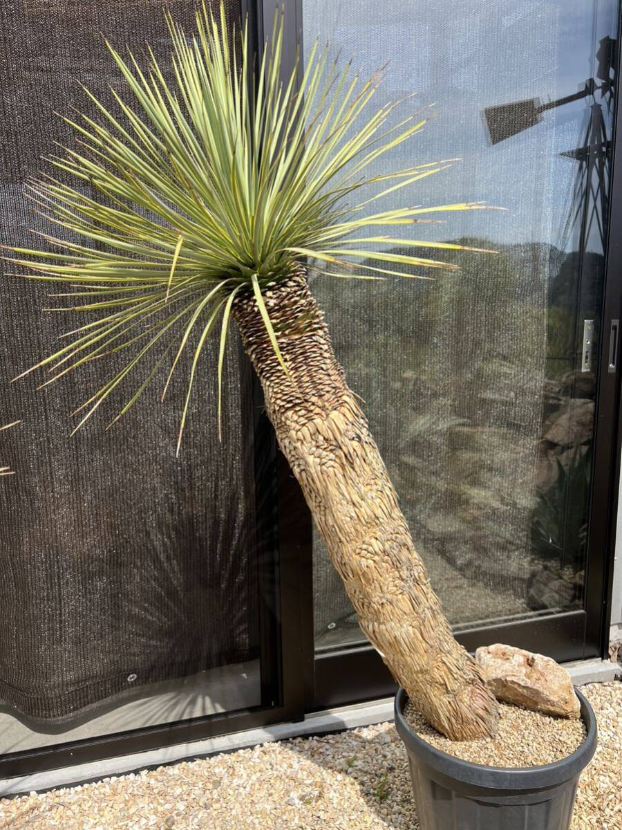ユッカ ロストラータ Yucca rostrata の画像1