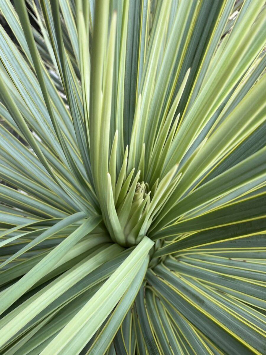 ユッカ ロストラータ Yucca rostrata の画像6