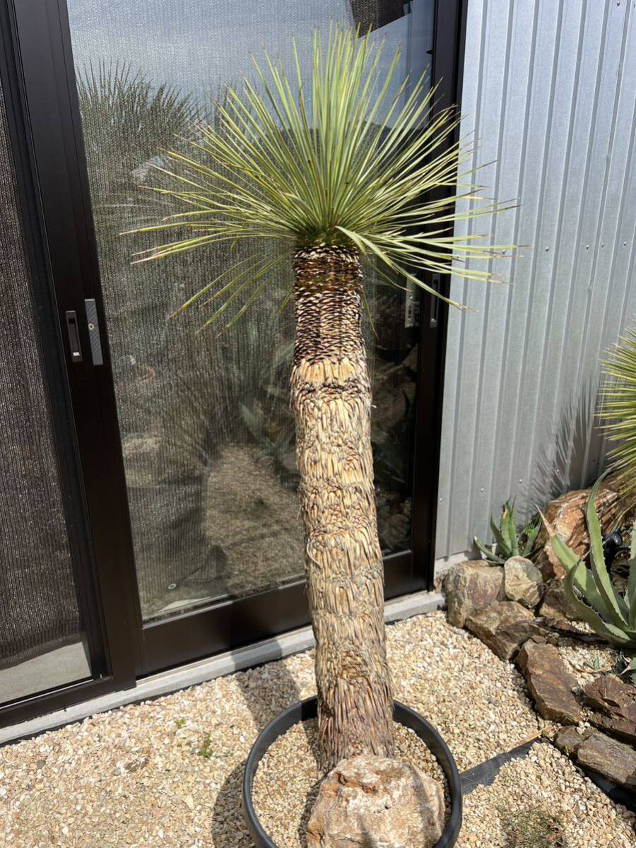 ユッカ ロストラータ Yucca rostrata の画像2