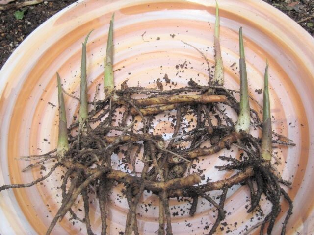 ミョウガの苗 ６本 無農薬 そのまま植えられます。／追跡サービスあり 新芽 地下茎 根茎 種茎 茗荷の画像1