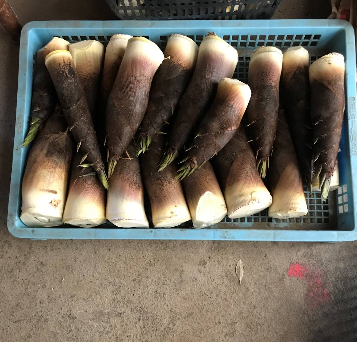  bamboo shoots 4kg2000 jpy takenoko. have machine fertilizer cultivation agriculture house direct sale 