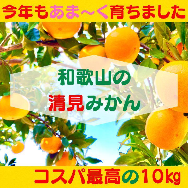 清見みかん 訳あり 10kg 和歌山県産 清見オレンジ 旬の果物の画像1