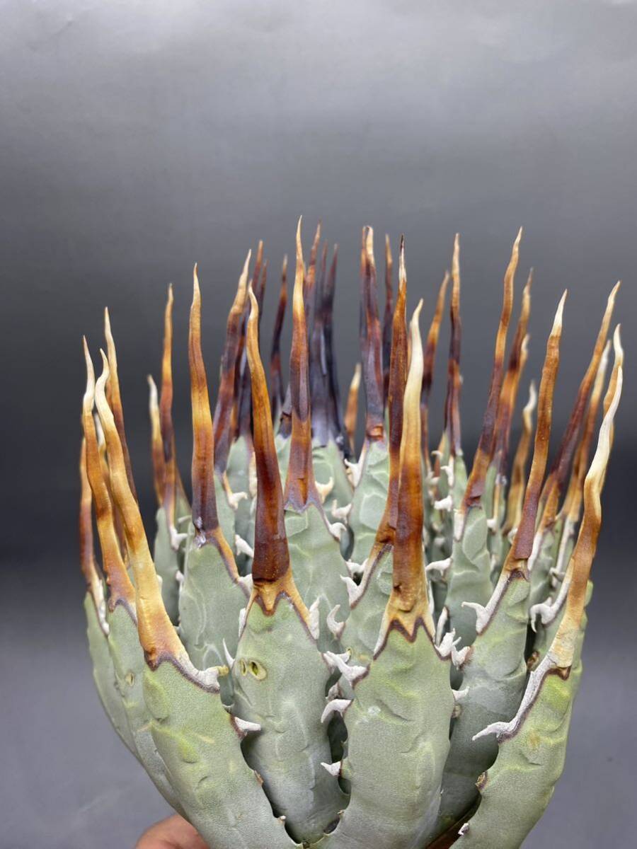 S0409-2[ super carefuly selected ][ super rare ][ super a little over .]... shape thickness meat . bending . agave yutaensisAgave utahensis beautiful stock special selection succulent plant 
