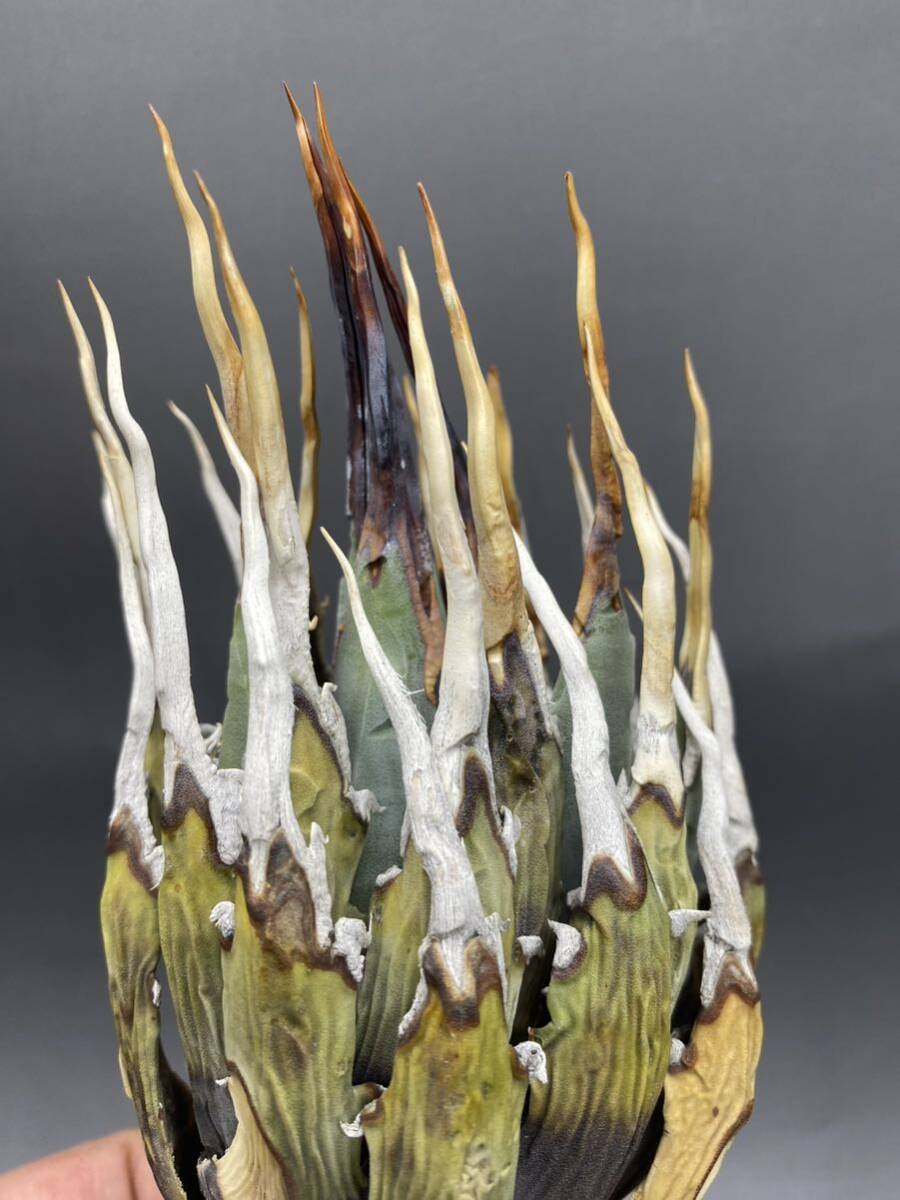 S0409-21[ super carefuly selected ][ super rare ]... shape thickness meat . bending . agave yutaensisAgave utahensis beautiful stock 