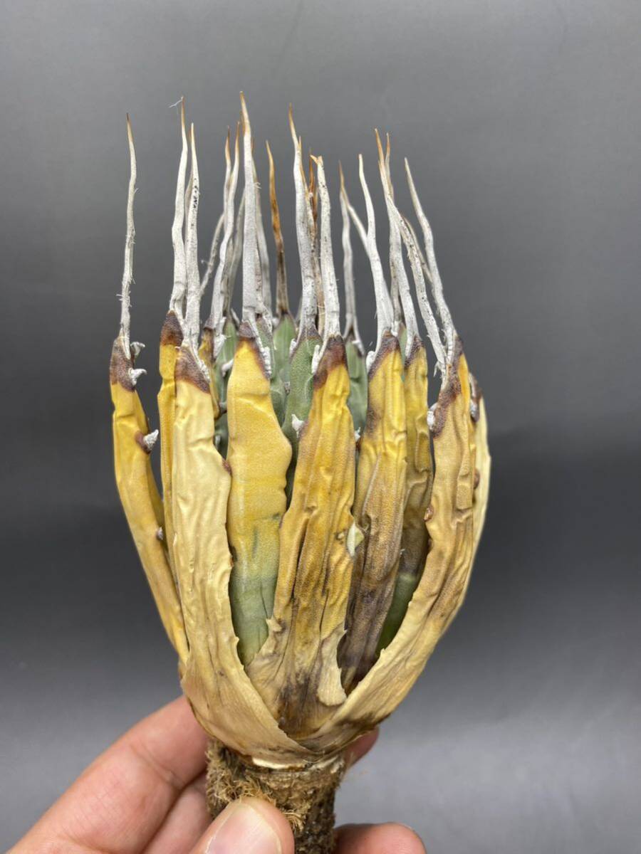 S0409-40【厳選】陽炎蕾形厚肉粗曲棘 アガベ ユタエンシス Agave utahensis の画像2