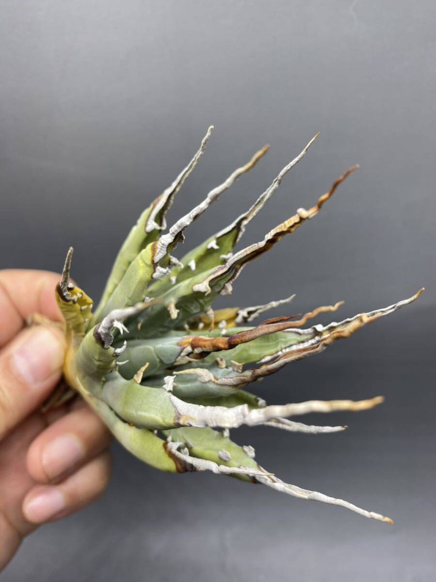 S0409-50【厳選】陽炎蕾形厚肉粗曲棘 アガベ ユタエンシス Agave utahensis 美株 の画像5