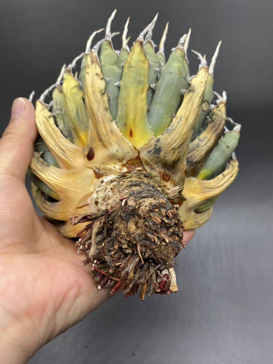 S0409-77【超厳選】陽炎蕾形厚肉粗曲棘 アガベ ユタエンシス Agave utahensis 特選 多肉植物 _画像10