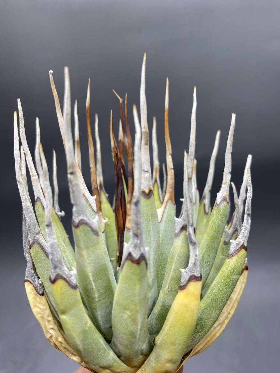 S0419-7【厳選】陽炎蕾形厚肉粗曲棘 アガベ ユタエンシス Agave utahensis 美株 の画像8