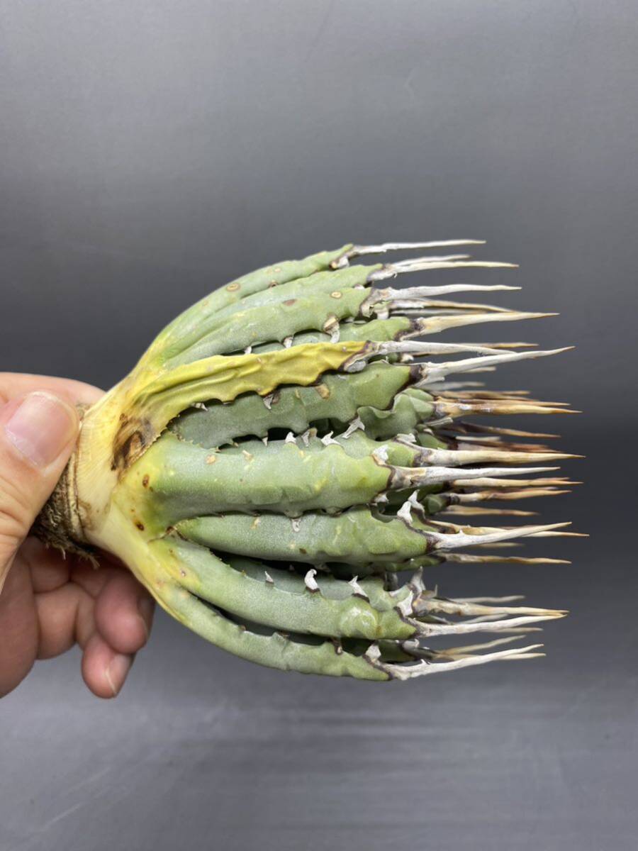 S0419-24【厳選】陽炎蕾形厚肉粗曲棘 アガベ ユタエンシス Agave utahensis 美株 の画像4