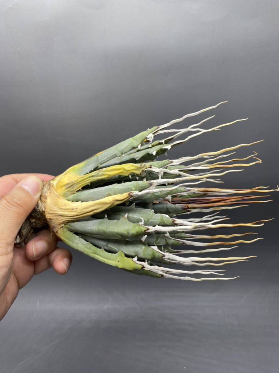 S0419-31[ carefuly selected ]... shape thickness meat . bending . agave yutaensisAgave utahensis beautiful stock super carefuly selected 