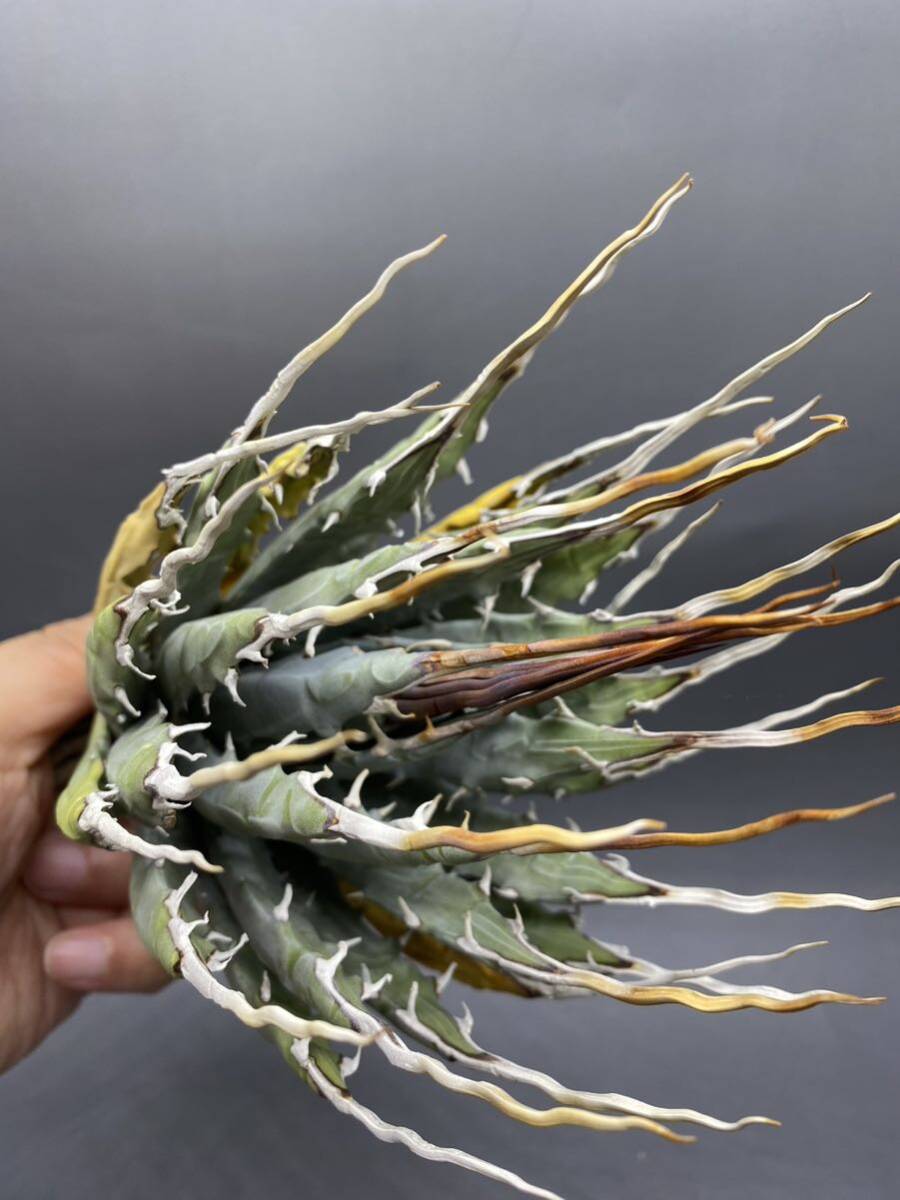 S0419-31[ carefuly selected ]... shape thickness meat . bending . agave yutaensisAgave utahensis beautiful stock super carefuly selected 