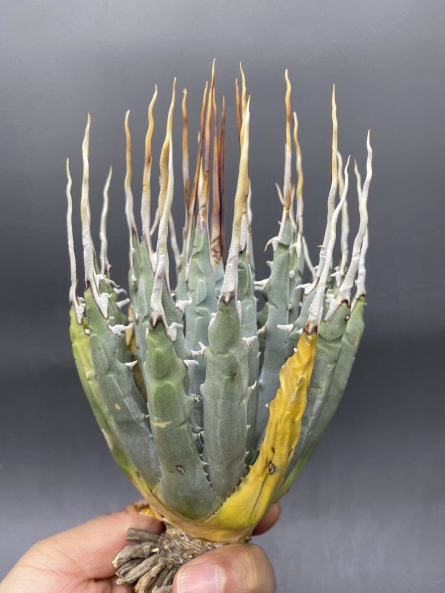 S0419-31[ carefuly selected ]... shape thickness meat . bending . agave yutaensisAgave utahensis beautiful stock super carefuly selected 