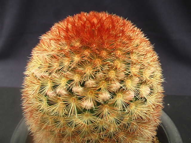 ★奈研★サボテン・多肉植物★887★マミラリア　赤刺カルメナエ　蕾み付　Mammillaria　carmenae　v.rubrispina　実生約W6.9 cm_画像2