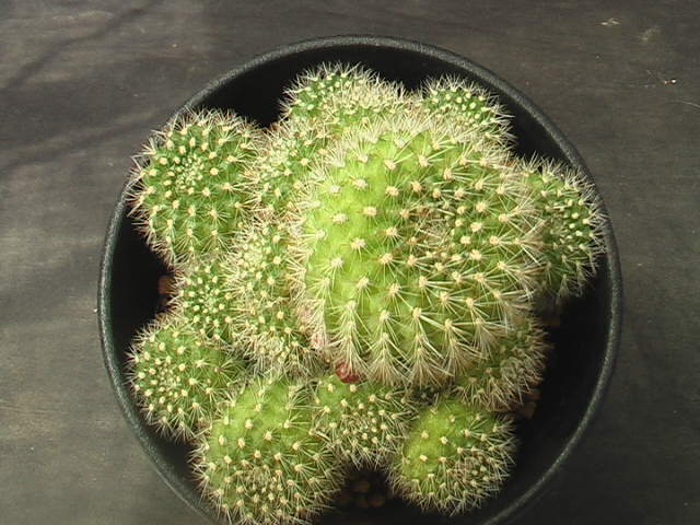 ★奈研★サボテン・多肉植物★99★レブチア　Rebutia　pumila　Lau351 　実生　蕾付き　約総経8.1cm_画像2