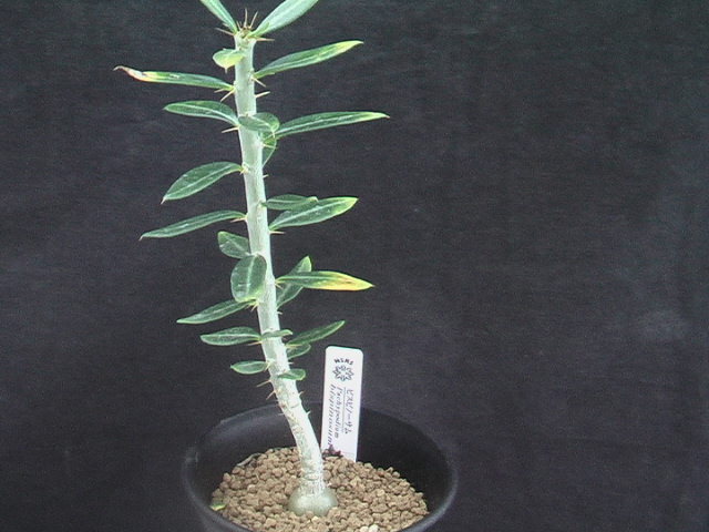 ★奈研★サボテン・多肉植物★119★パキポディウム ビスピノーサ 実生 Pachypodium bispinosum 下部約W 1.6cm高さ約5.5cmの画像2