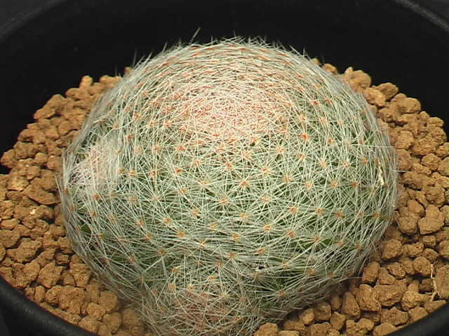 ★奈研★サボテン・多肉植物★159★ マミラリア 雪絹丸 実生 Mammillaria microthele 約W4.9cmの画像2