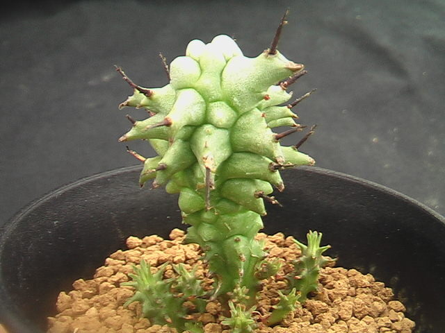 ★奈研★サボテン・多肉植物★213★ユーホルビア　ホリダモンスト　Euphorbia　horrida　monst. 約総径4.3cm_画像2