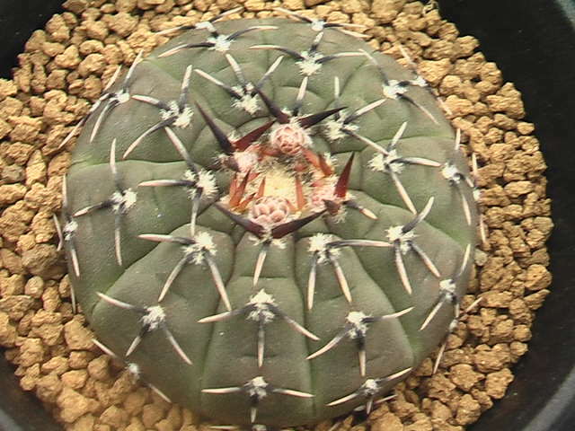 ★奈研★サボテン・多肉植物★226★ギムノカリキュウム  鳳頭 Gymnocalycium bodenbenderianum 実生 約W5.1 cmの画像4