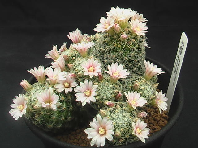 ★奈研★サボテン・多肉植物★277★ マミラリア Mammillaria giselae Piltz3753 カキ仔 約総径9.7 cmの画像4