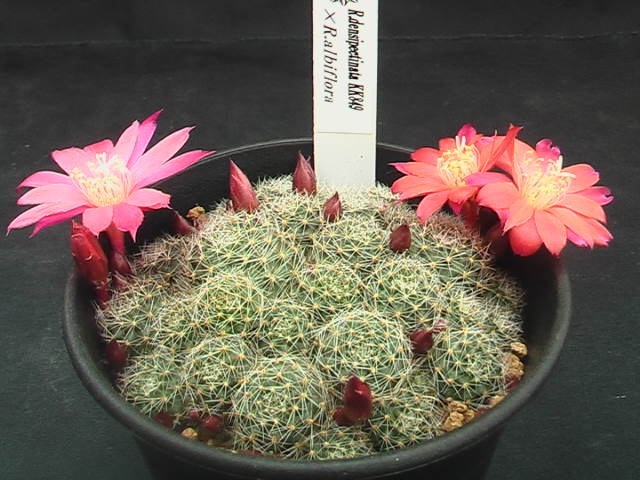 ★奈研★サボテン・多肉植物★268★レブチア　 Rebutia　densipectinata　KK849×Rebutia　albiflora　実生　蕾みいっぱい約総径7.4cm_画像2