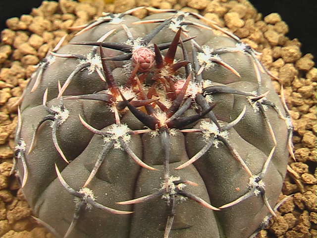 ★奈研★サボテン・多肉植物★264★ギムノカリキュウム 怪竜丸Gymnocalycium ochoterenae v.paucispinum  実生  約W 4.4cmの画像1