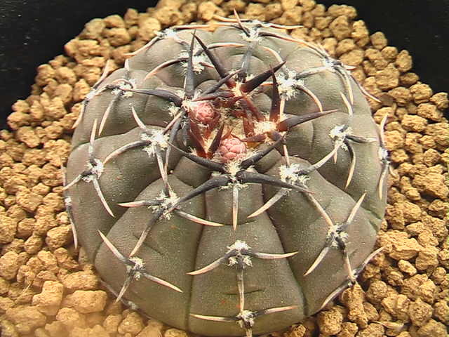 ★奈研★サボテン・多肉植物★264★ギムノカリキュウム 怪竜丸Gymnocalycium ochoterenae v.paucispinum  実生  約W 4.4cmの画像2