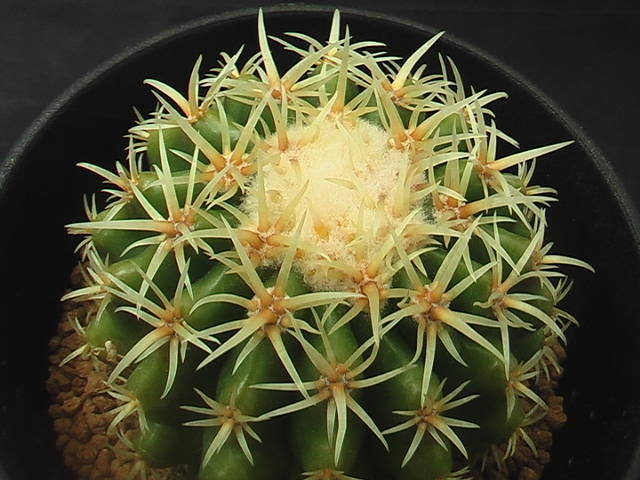 ★奈研★サボテン・多肉植物★290★エキノカクタス　短刺金鯱（王金鯱）　　Echinocactus　grusonii　v.brevispinus　実生　約W6.9cm_画像1