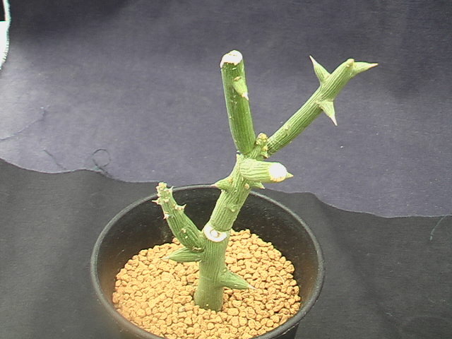 ★奈研★サボテン・多肉植物★336★アデニア　グロボーサ　Adenia　globosa　 高さ約H11.4cm　根元約W1.0cm_画像1