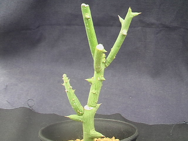 ★奈研★サボテン・多肉植物★336★アデニア　グロボーサ　Adenia　globosa　 高さ約H11.4cm　根元約W1.0cm_画像2