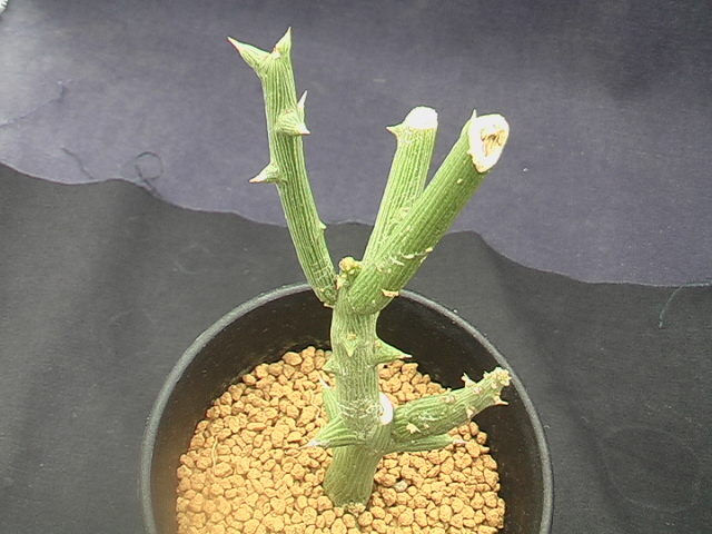 ★奈研★サボテン・多肉植物★336★アデニア　グロボーサ　Adenia　globosa　 高さ約H11.4cm　根元約W1.0cm_画像3