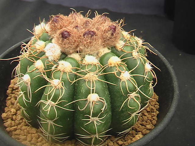 ★奈研★サボテン・多肉植物★367★ ノトカクタス　すみれ丸　実生　Notocactus　uebelmannianus　約W6.8 cm_画像2