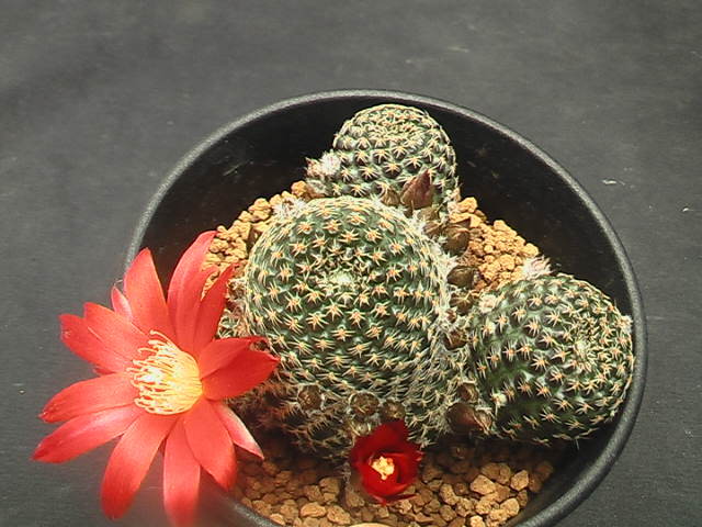 ★奈研★サボテン・多肉植物★406★ レブチア　Rebutia　heliosa　v.condorensis　SLKB-99×Rebutia　heliosa約W総径6.9cm_画像1