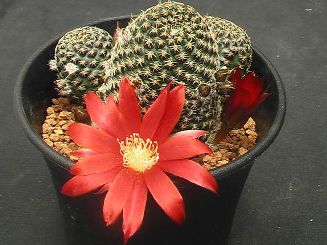 ★奈研★サボテン・多肉植物★406★ レブチア　Rebutia　heliosa　v.condorensis　SLKB-99×Rebutia　heliosa約W総径6.9cm_画像4