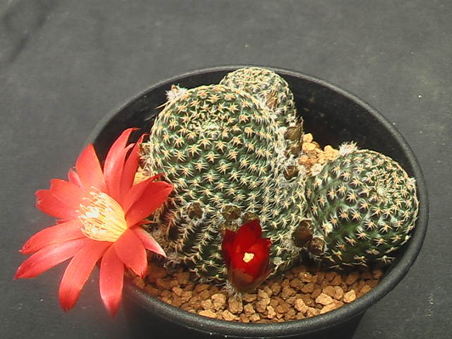 ★奈研★サボテン・多肉植物★406★ レブチア　Rebutia　heliosa　v.condorensis　SLKB-99×Rebutia　heliosa約W総径6.9cm_画像5