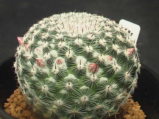 ★奈研★サボテン・多肉植物★409★マミラリア  恋山彦 Mammillaria brauneana 実生 約W 5.6cmの画像2