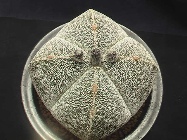 ★奈研★サボテン★418★ 四角恩塚鸞鳳玉(まんまるタイプ)実生Astrophytum myriostigma v.quadricostatum "ONZUKA" 約W cmの画像2