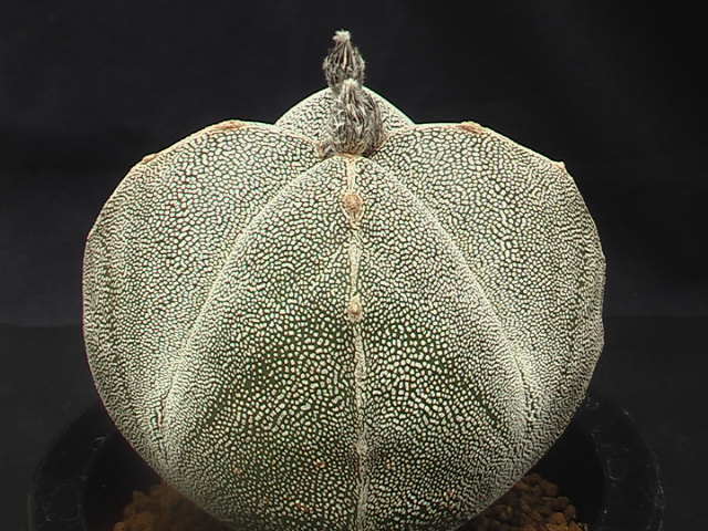 ★奈研★サボテン★418★ 四角恩塚鸞鳳玉(まんまるタイプ)実生Astrophytum　myriostigma　v.quadricostatum　"ONZUKA"　約W cm_画像3