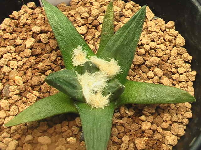 ★奈研★サボテン・多肉植物★422★ 竜角牡丹交配種　Ariocarpus　scapharostrus　hyb.　実生　約W6.1 cm_画像1