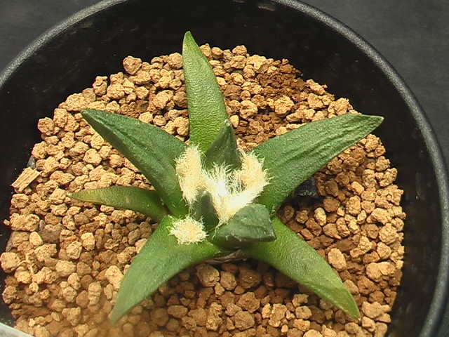 ★奈研★サボテン・多肉植物★422★ 竜角牡丹交配種　Ariocarpus　scapharostrus　hyb.　実生　約W6.1 cm_画像2