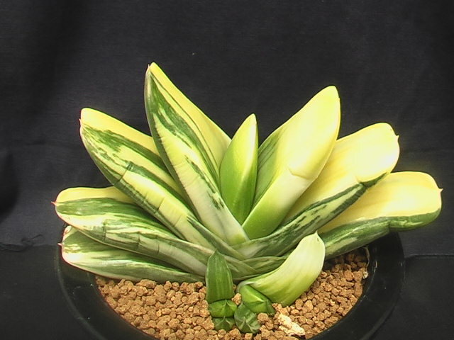 ★奈研★サボテン・多肉植物★452★ガステリア　ピランシー錦×恐竜　Gasteria pillansii varieg.×Gasteria pillansii hyb.　約W11.6cm_画像2