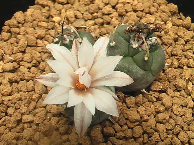 ★奈研★サボテン★433★ツルビニカルプス 烏丸 実生3頭立Turbinicarpus schmiedickeanus v.schwarzii “polaskii” 約総径3.2 cmの画像4