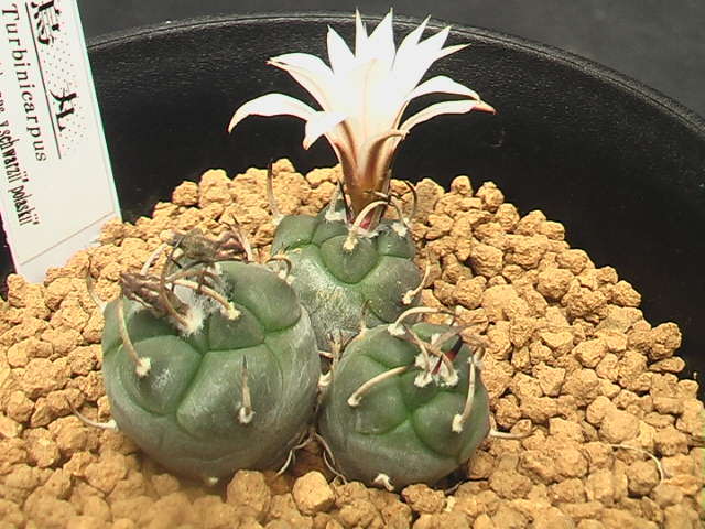 ★奈研★サボテン★433★ツルビニカルプス 烏丸 実生3頭立Turbinicarpus schmiedickeanus v.schwarzii “polaskii” 約総径3.2 cmの画像5