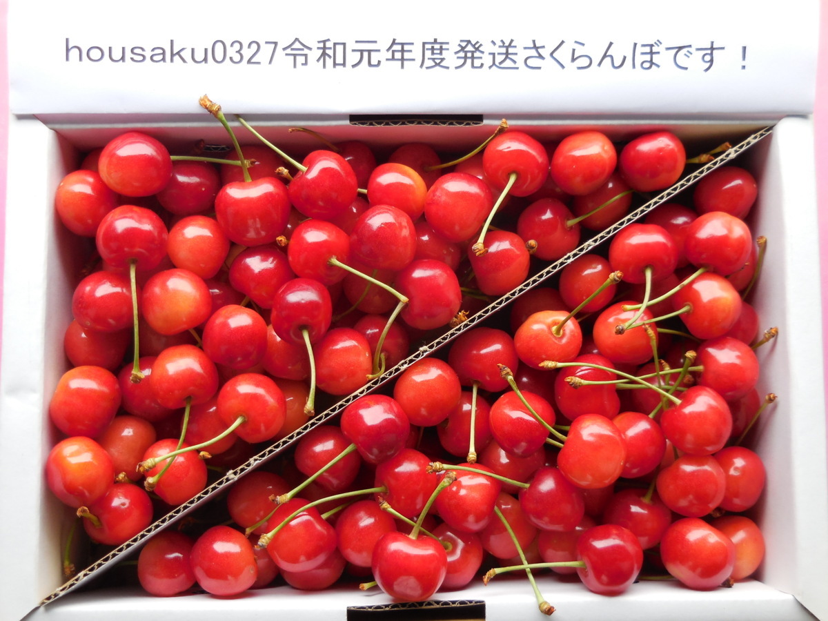 * тщательно отобранный *.. отгрузка * превосходящий товар L~LL* Yamagata восток корень производство вишня Sato .*1kg* первый лето. рубин. блеск!!
