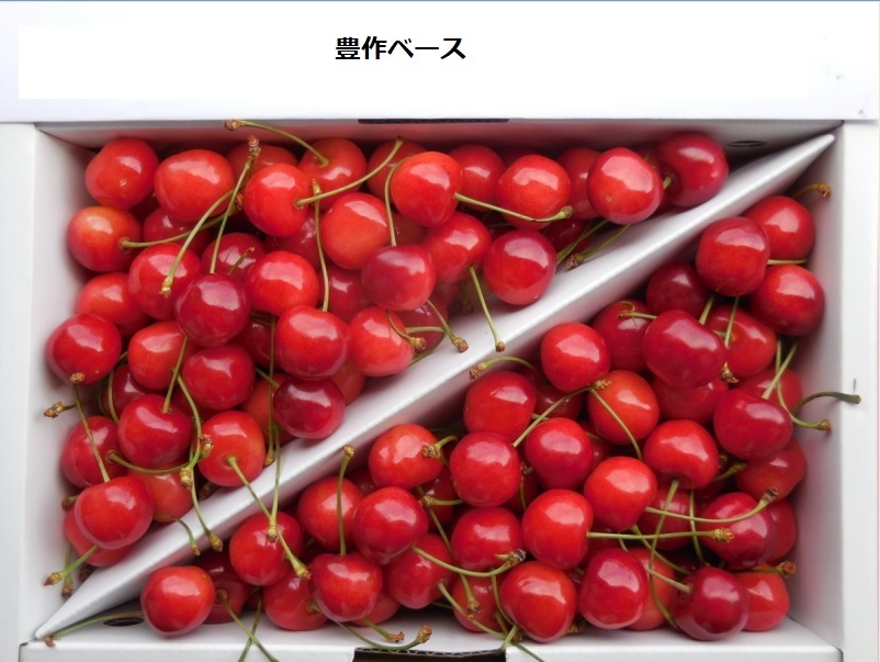  тщательно отобранный .. отгрузка превосходящий товар L~LL Yamagata восток корень производство вишня Sato .1kg первый лето. рубин. блеск!!