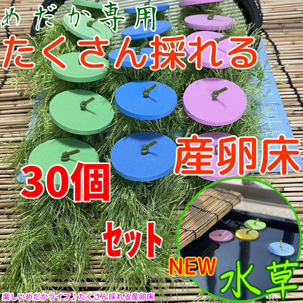 『メダカ たくさんとれる 産卵床』【緑×青×ピンク 各１０個 計３０個】#40 水草 卵 浮草 ホテイ草 布袋草 メダカ 水槽 ラメ 三色の画像1