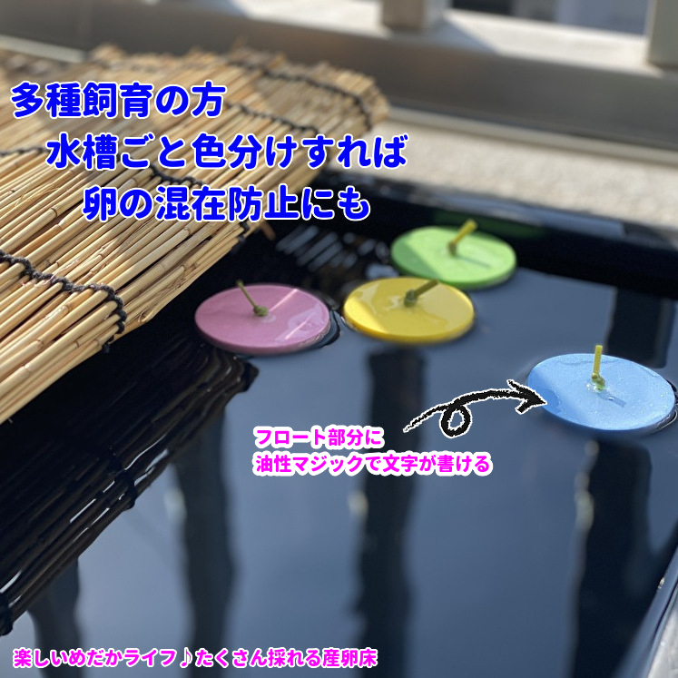 ☆メダカ たくさんとれる 産卵床☆【緑×青×ピンク 各１０個 計３０個】#40 水草 卵 浮草 ホテイ草 布袋草 メダカ 水槽 ラメ 三色 紅白の画像7