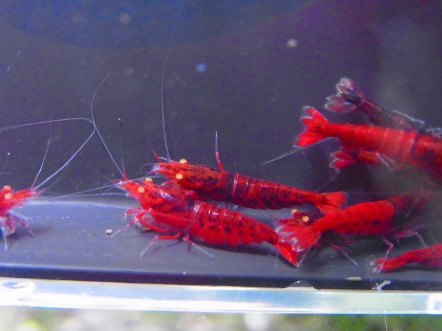 Golden-shrimp  ハイグレード黒墨レッドダイヤゴールデンアイ5ペア（抱卵1匹）セット 発送日は金土日のみの画像5